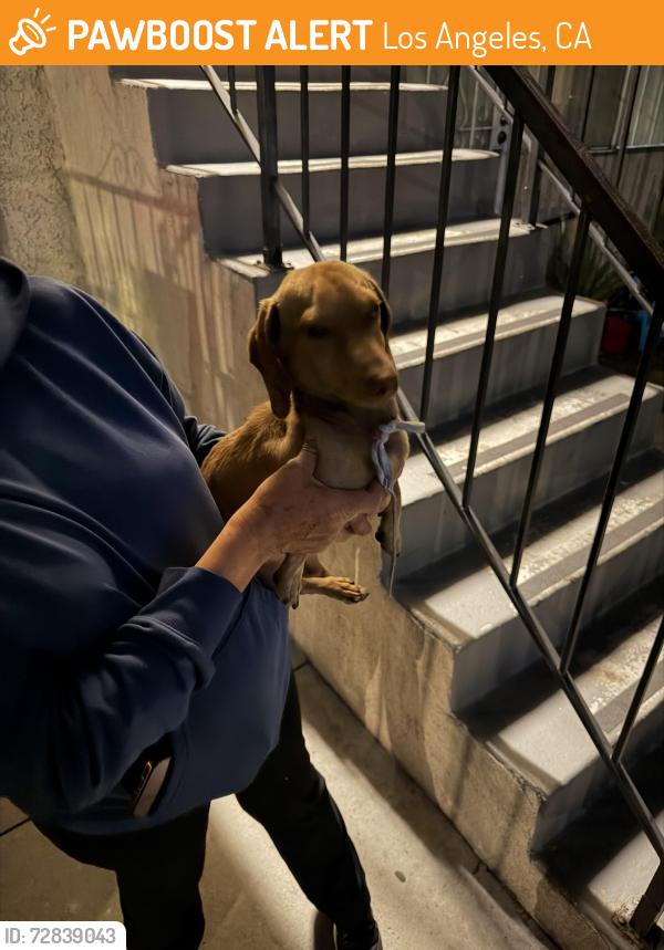 Found/Stray Male Dog last seen Vanowen and Beck ave, North Hollywood, Los Angeles, CA 91606