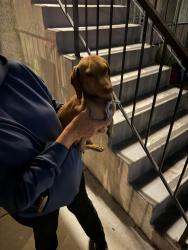 Found/Stray Male Dog last seen Vanowen and Beck ave, North Hollywood, Los Angeles, CA 91606
