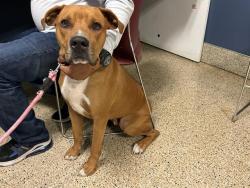 Shelter Stray Male Dog last seen Near BLOCK E 29 ST, Doral, FL 33122