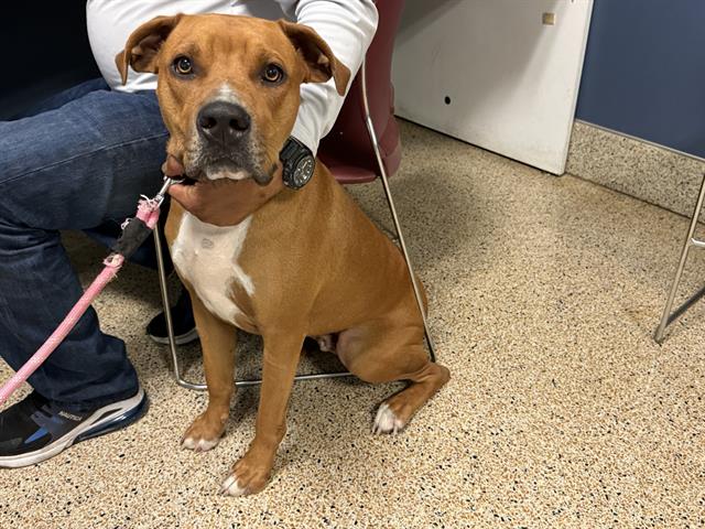 Shelter Stray Male Dog last seen Near BLOCK E 29 ST, Doral, FL 33122