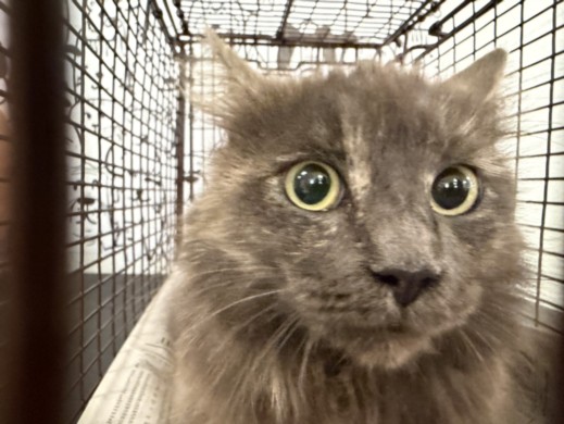 Shelter Stray Female Cat last seen , San Pedro, CA 90731
