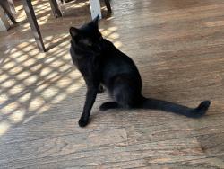Lost Female Cat last seen Brookhurst and Indianapolis , Huntington Beach, CA 92648