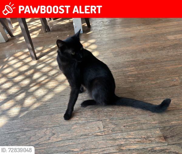 Lost Female Cat last seen Brookhurst and Indianapolis , Huntington Beach, CA 92648