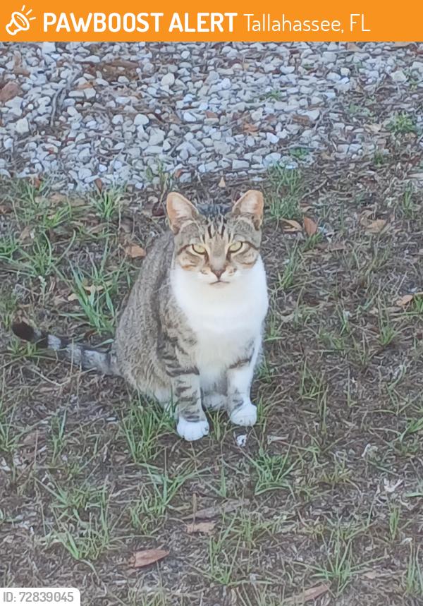 Found/Stray Male Cat last seen Near Mabry Street 32304 by Goodwill on W. Pensacola, Tallahassee, FL 32310
