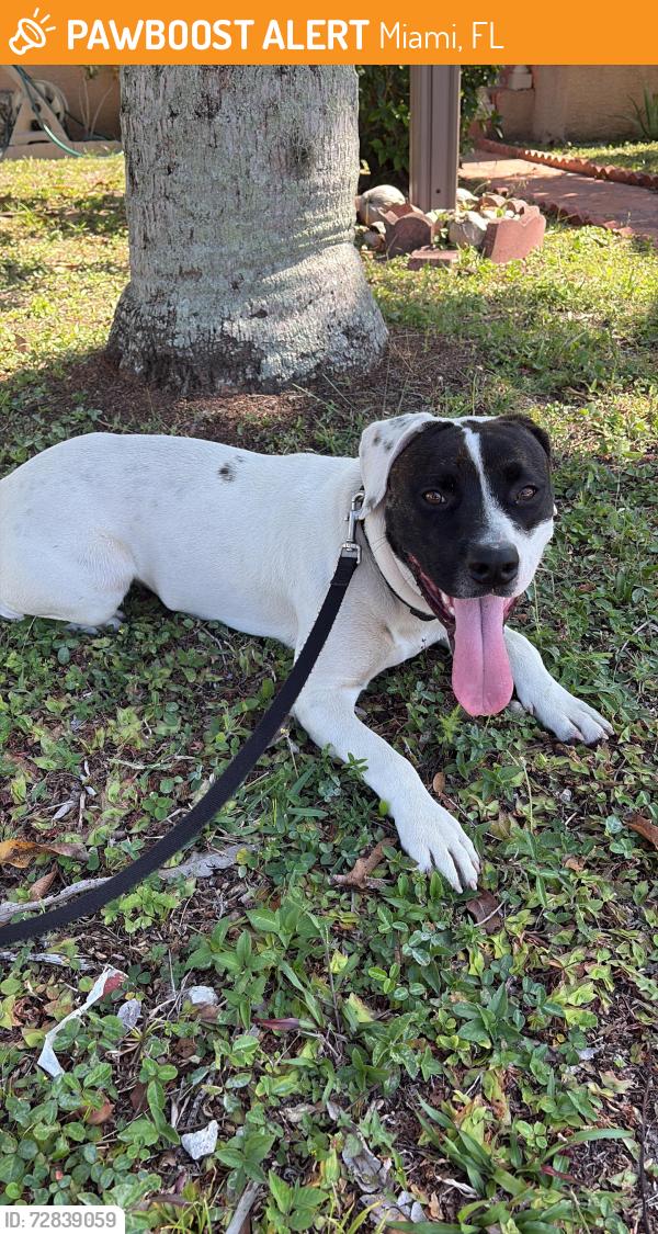 Found/Stray Male Dog last seen Two blocks behind Burger king , Miami, FL 33162