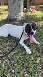 Found/Stray Male Dog last seen Two blocks behind Burger king , Miami, FL 33162