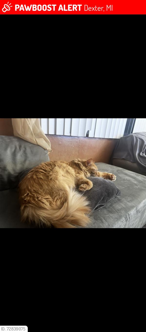 Lost Male Cat last seen In parking lot next to Dexter Crossing Subdivision, Dexter, MI 48130