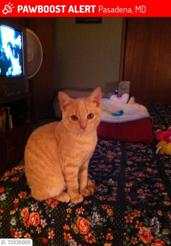 Lost Male Cat last seen grayscreek ,sylvan way, Pasadena, MD 21122