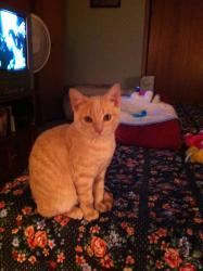 Lost Male Cat last seen grayscreek ,sylvan way, Pasadena, MD 21122