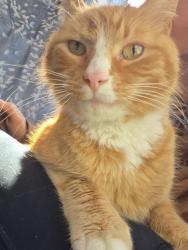 Found/Stray Male Cat last seen Lakewood ave, Monticello, NY 12701