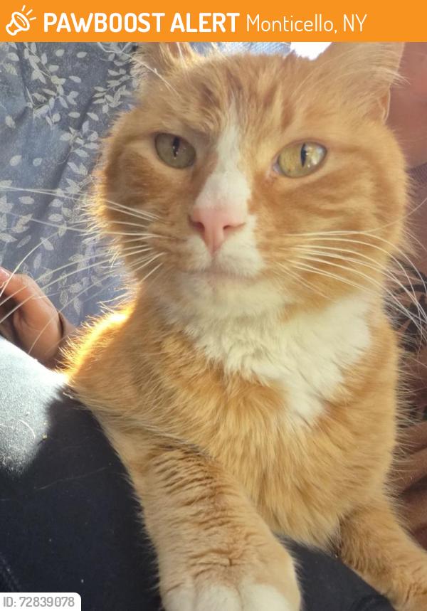 Found/Stray Male Cat last seen Lakewood ave, Monticello, NY 12701