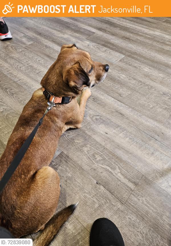 Found/Stray Male Dog last seen Collinsridge, Jacksonville, FL 32244