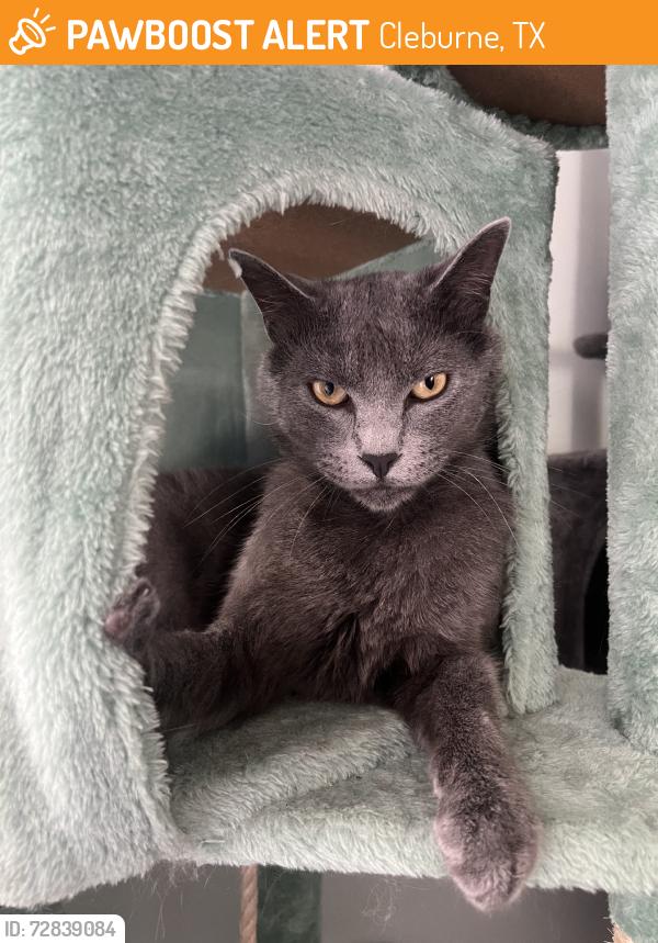 Found/Stray Male Cat last seen Roberts Ave, Cleburne, TX 76033