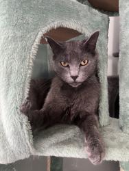 Found/Stray Male Cat last seen Roberts Ave, Cleburne, TX 76033