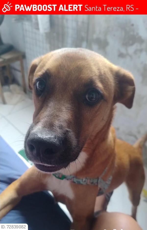 Lost Male Dog last seen Caixa econômica com o Beco das Flores, Santa Tereza, RS 90840-610