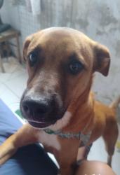Lost Male Dog last seen Caixa econômica com o Beco das Flores, Santa Tereza, RS 90840-610