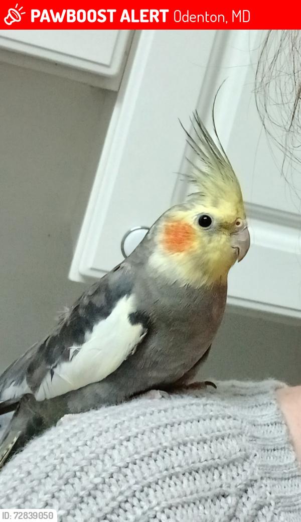 Lost Male Bird last seen Seven Oaks Community, Odenton, MD 21113