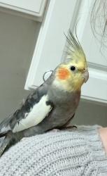 Lost Male Bird last seen Seven Oaks Community, Odenton, MD 21113