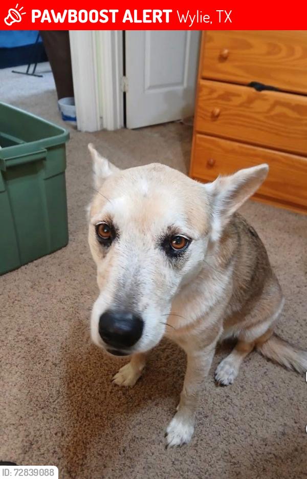 Lost Female Dog last seen Kreymer, brown, Stone rd., Wylie, TX 75098