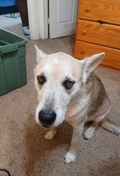 Lost Female Dog last seen Kreymer, brown, Stone rd., Wylie, TX 75098
