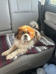 Found/Stray Male Dog last seen Clear creek natural heritage center, Denton, TX 76208