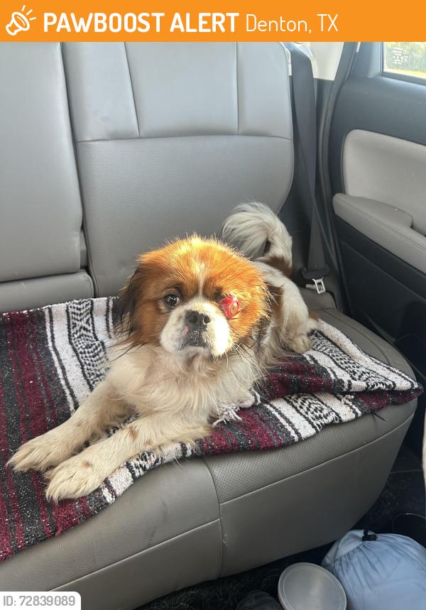 Found/Stray Male Dog last seen Clear creek natural heritage center, Denton, TX 76208