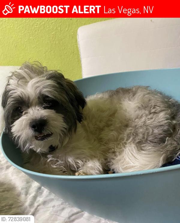 Lost Male Dog last seen Sahara,Boulder hwy, mojave, Las Vegas, NV 89104