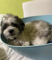 Lost Male Dog last seen Sahara,Boulder hwy, mojave, Las Vegas, NV 89104