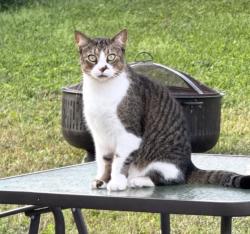 Lost Male Cat last seen Semoran and old Chaney highway , Orlando, FL 32807