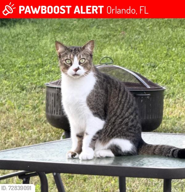 Lost Male Cat last seen Semoran and old Chaney highway , Orlando, FL 32807