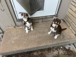 Found/Stray Male Dog last seen Intrust bank, central and rock, Wichita, KS 67206