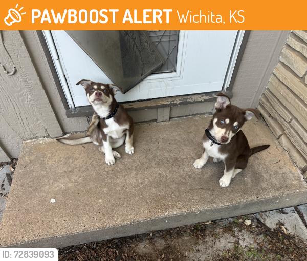 Found/Stray Male Dog last seen Intrust bank, central and rock, Wichita, KS 67206