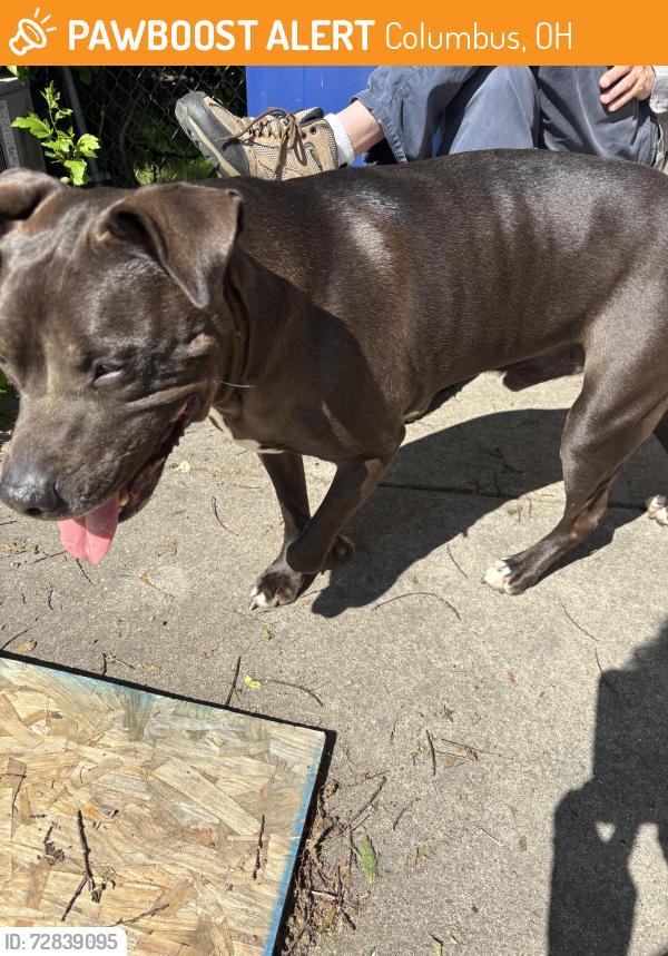 Found/Stray Male Dog last seen Hiawatha st., Columbus, OH 43224