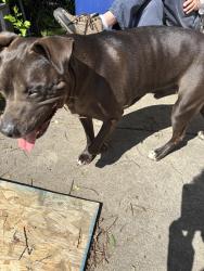 Found/Stray Male Dog last seen Hiawatha st., Columbus, OH 43224