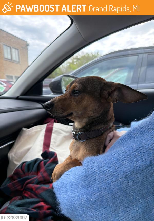 Found/Stray Male Dog last seen Unison Christian Church, Grand Rapids, MI 49507