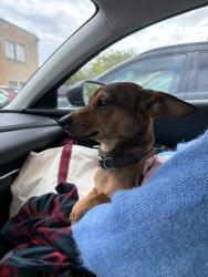 Found/Stray Male Dog last seen Unison Christian Church, Grand Rapids, MI 49507