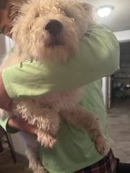 Found/Stray Female Dog last seen Near Bowen drive 78250, San Antonio, TX 78250