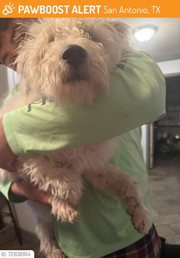 Found/Stray Female Dog last seen Near Bowen drive 78250, San Antonio, TX 78250