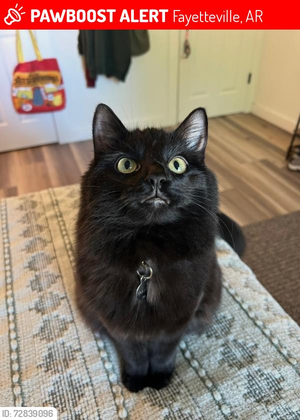Lost Female Cat last seen Off Sycamore & Chestnut, Fayetteville, AR 72703