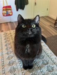 Lost Female Cat last seen Off Sycamore & Chestnut, Fayetteville, AR 72703