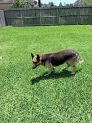 Found/Stray Female Dog last seen Alexander ests, Tomball, TX 77375