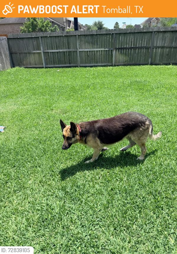 Found/Stray Female Dog last seen Alexander ests, Tomball, TX 77375