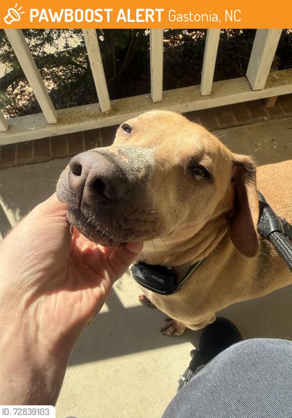 Found/Stray Male Dog last seen Winterfield dr, Gastonia, NC 28056
