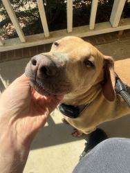 Found/Stray Male Dog last seen Winterfield dr, Gastonia, NC 28056