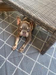 Lost Male Dog last seen Longeood, Memphis, TN 38134