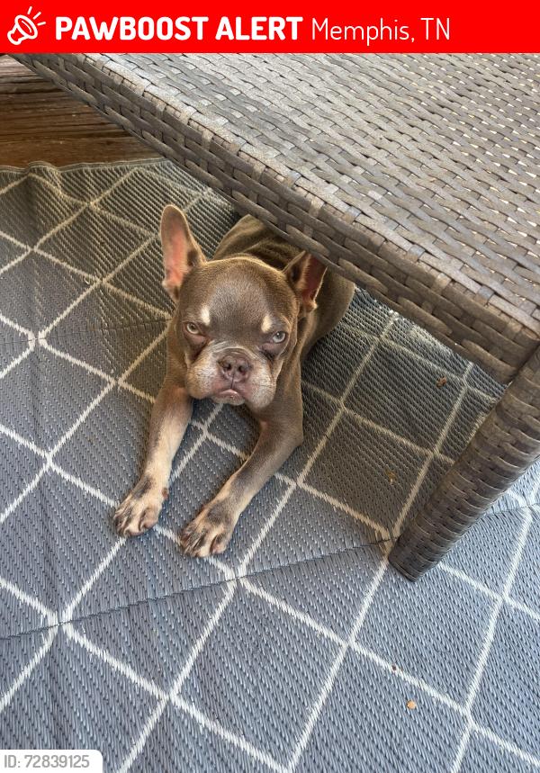 Lost Male Dog last seen Longeood, Memphis, TN 38134