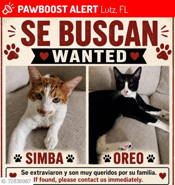 Lost Female Cat last seen Lake Carlton arms , Lutz, FL 33558