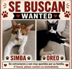 Lost Female Cat last seen Lake Carlton arms , Lutz, FL 33558