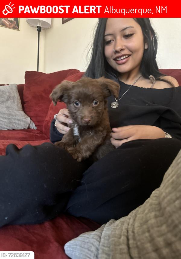 Lost Male Dog last seen by a ditch , Albuquerque, NM 87121