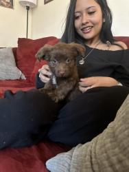 Lost Male Dog last seen by a ditch , Albuquerque, NM 87121